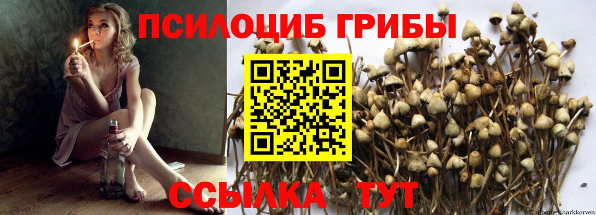 Белогорск  Галлюциногенные грибы Psilocybe  Вход с VPN 